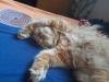Persian cat